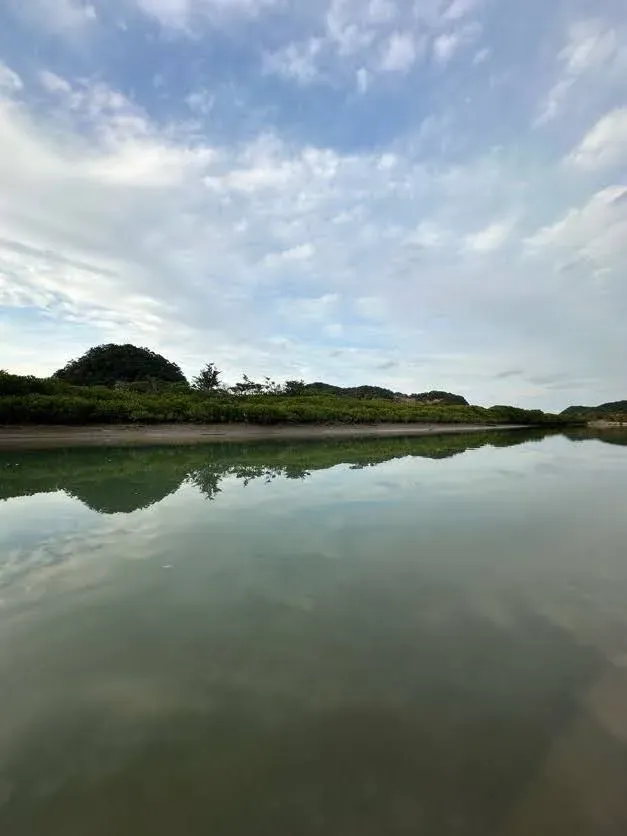 マングローブ林